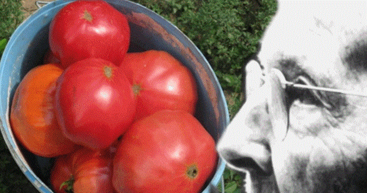 Данъчен от ГЕРБ глоби 70 годишна жена за кофа домати!